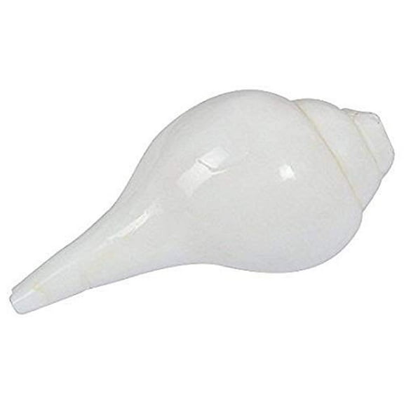 Dakshinavarti Lakshmi Natural Pooja/Conch Shell Valampuri Shankh (White) By Indian Collectible