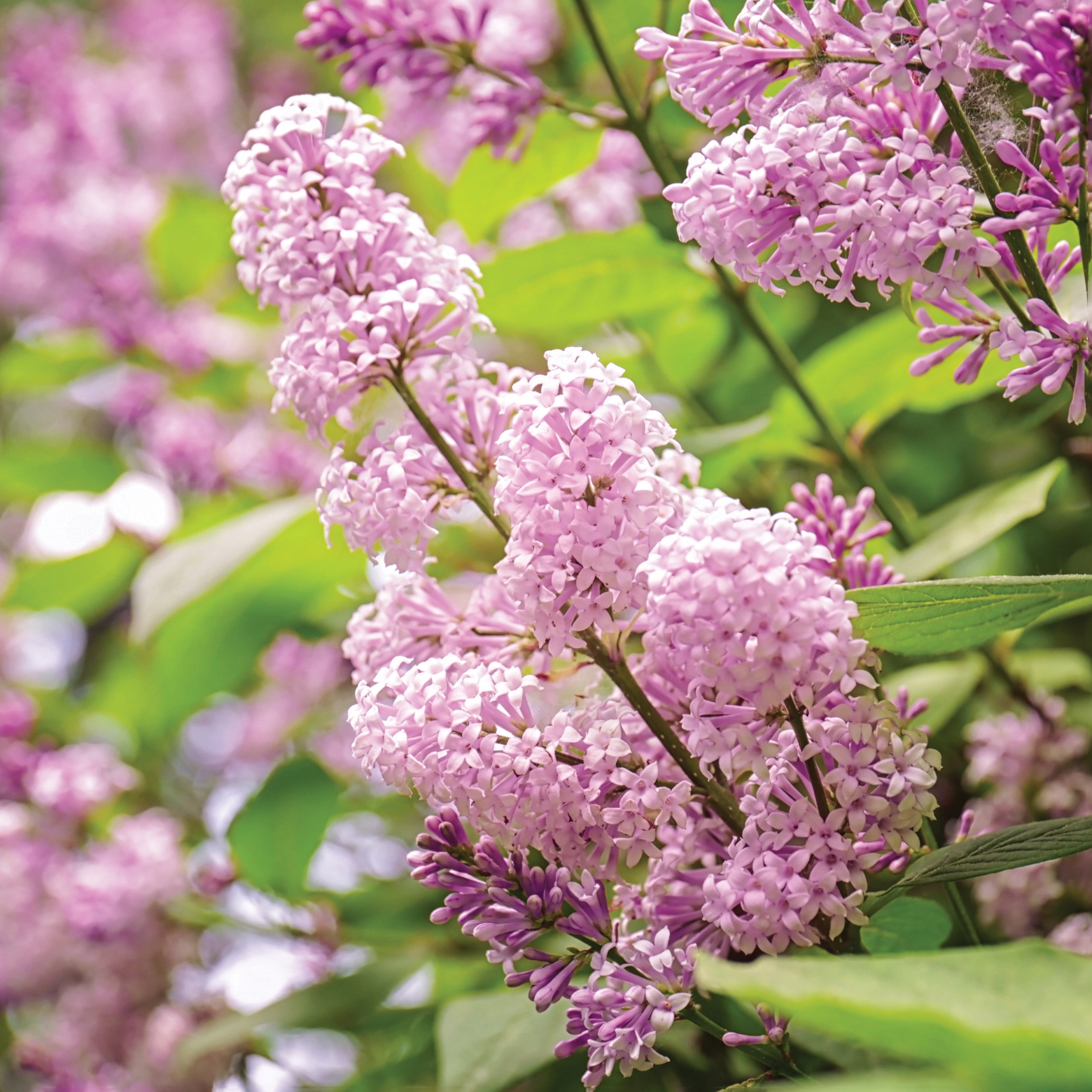 Garden State Bulb Palibin Lilac Shrub , Live Bare Root (Bag of 1