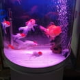 thumbnail image 2 of OUNONA 2Pcs Aquaculture Air Stone Disk Black Round Bubble Generator for Aquarium Maintenance, 2 of 8