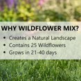 thumbnail image 3 of Jonathan Green Wildflower & Meadow Grass Mix – Vibrant Wildflower Seeds, Reseeding Perennials, Low Maintenance, 1 lb (Covers 1,000 Sq Ft), 3 of 4