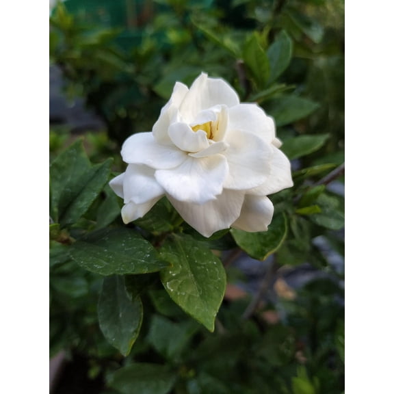 200 Gardenia Jasminoides Seeds – Cape Jasmine Fragrant Shrub Seeds for Planting, Heirloom Perennial Flower Seeds, Gardenia Plant Seeds for Outdoor Garden