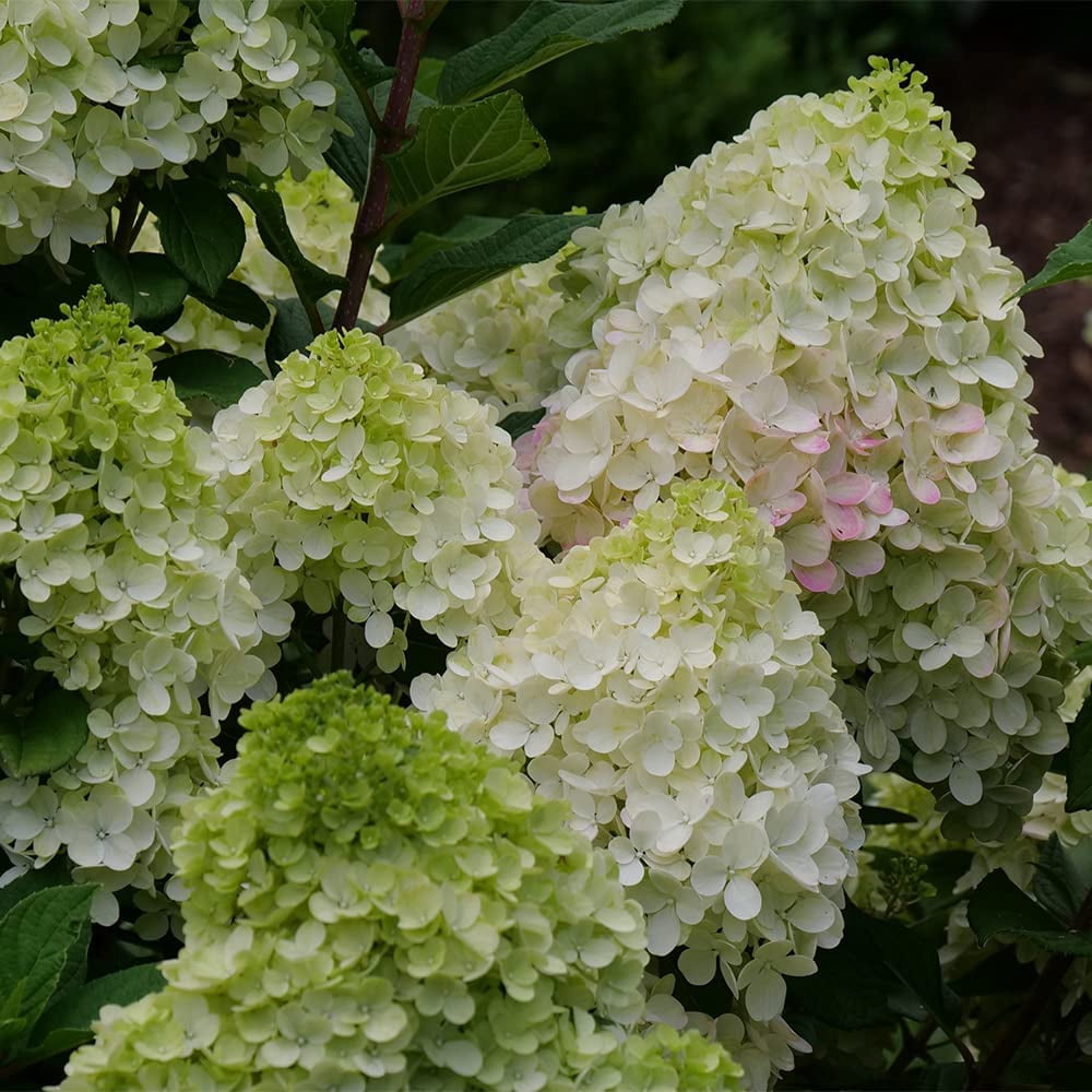 Proven Winners ColorChoice Little Lime Punch Hydrangea Live Shrub (2 Gallon)