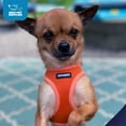 thumbnail image 4 of Voyager Step-In Air Mesh Dog Harness by Best Pet Supplies, 4 of 6