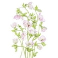 thumbnail image 2 of Disher, Mandy 13x18 Gold Ornate Wood Framed with Double Matting Museum Art Print Titled - Hellebore, 2 of 4