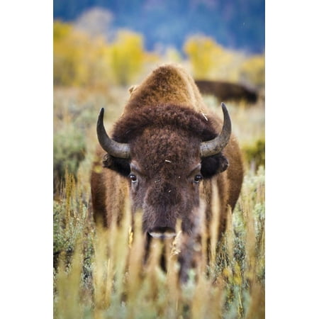 A Bison Looks Through Sagebrush in Antelope Flats of Grand Teton National Park, Wyoming Print Wall Art By Mike