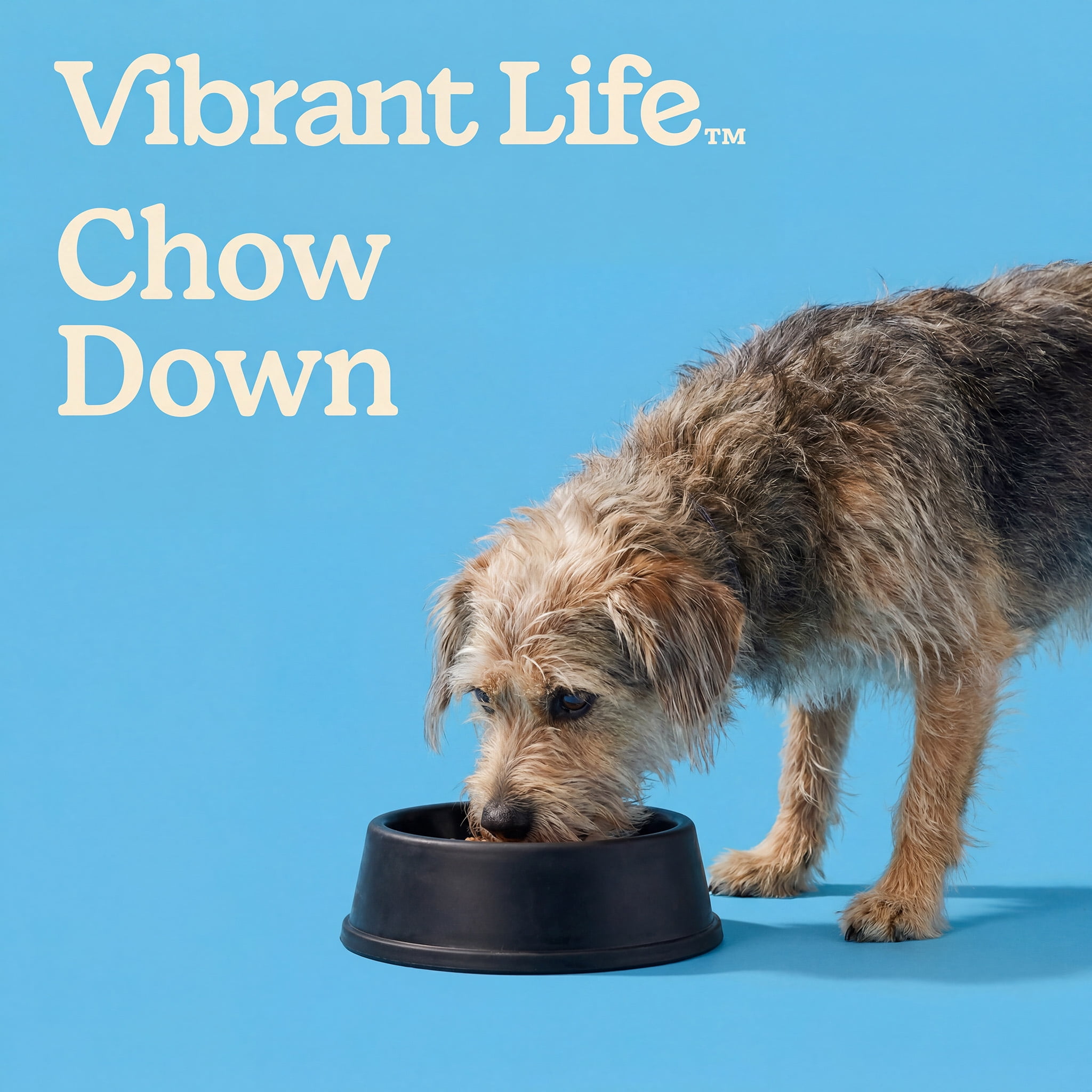 (2 pack) Vibrant Life Extra Large 3-Quart Rubber Feeding Pan, Black