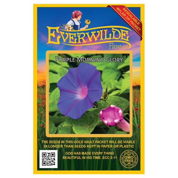 Everwilde Farms - 50 Purple Morning Glory Garden Flower Seeds - Gold Vault Jumbo Bulk Seed Packet