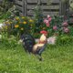 thumbnail image 4 of ADDHAT De Jardín Con Estaca De Gallina Acrílica Multicolor, 4 of 6