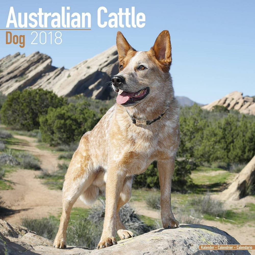 australian-cattle-dog-calendar-2018-dog-breed-calendar-wall