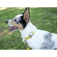 thumbnail image 2 of Country Brook Petz® Premium Nylon Dog Collar and Leash - Gold, Large, 2 of 7