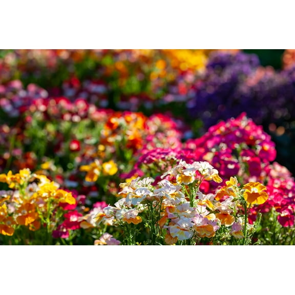 Seedville 50 Nemesia Strumosa Flower Seeds, Mixed Colors