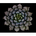 thumbnail image 2 of Mozqueda, Victor 14x12 White Modern Wood Framed Museum Art Print Titled - Echeveria setosa var. deminuta, 2 of 4
