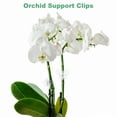 thumbnail image 5 of Uxcell 50-Pack Orchid Clips Plastic Garden Plant Clips Dragonfly and Butterfly Orchid Clips [White, Transparent], 5 of 7