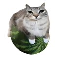 thumbnail image 2 of Camiseta gráfica con meme de gato sandía para hombre: camiseta informal, divertida y relajada con diseño divertido de gato y sandía, negra, lavable a máquina, para todas las estaciones, cuello redondo, 2 of 7