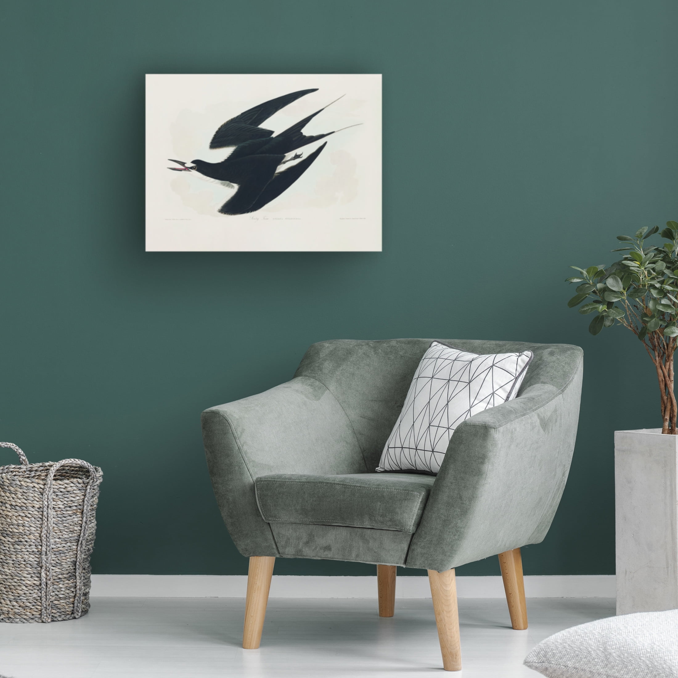 Trademark Fine Art Pictufy Sooty Tern From Birds of America 1827 Canvas Wall Art