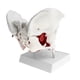 thumbnail image 2 of Modelo De Pelvis Femenina Con Músculos Y órganos Anatómica Pelvis Femenina 1: 1 Sunnimix Estatua humana de la pelvis femenina, 2 of 8