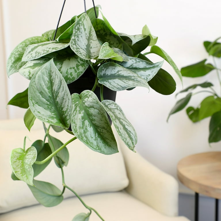 Altman Plants 6 in. Satin Pothos Hanging Basket (Scindapsus Pictus)