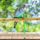 thumbnail image 2 of Diseño de entrenamiento ajustable antimordeduras, cuerda de nailon para pájaros con linda ala para loros, adecuado para escarlata, keck, mini guacamayo y pájaros del mismo tamaño (verde) JM, 2 of 5