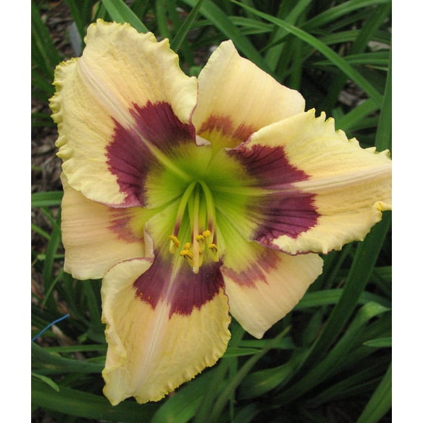 Dragon Flight Daylily Hemerocallis Unusual Form 4 Pot Walmart Com Walmart Com