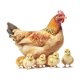 thumbnail image 3 of Calcomanía de pared de pollo, decoración de pared, gallos, gallinas, pegatina para , gallina y , decoración para habitación infantil,, 3 of 9