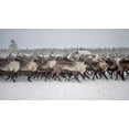 thumbnail image 2 of Rebro, Marcel 32x20 White Modern Wood Framed Museum Art Print Titled - Herd In The Camp, 2 of 4