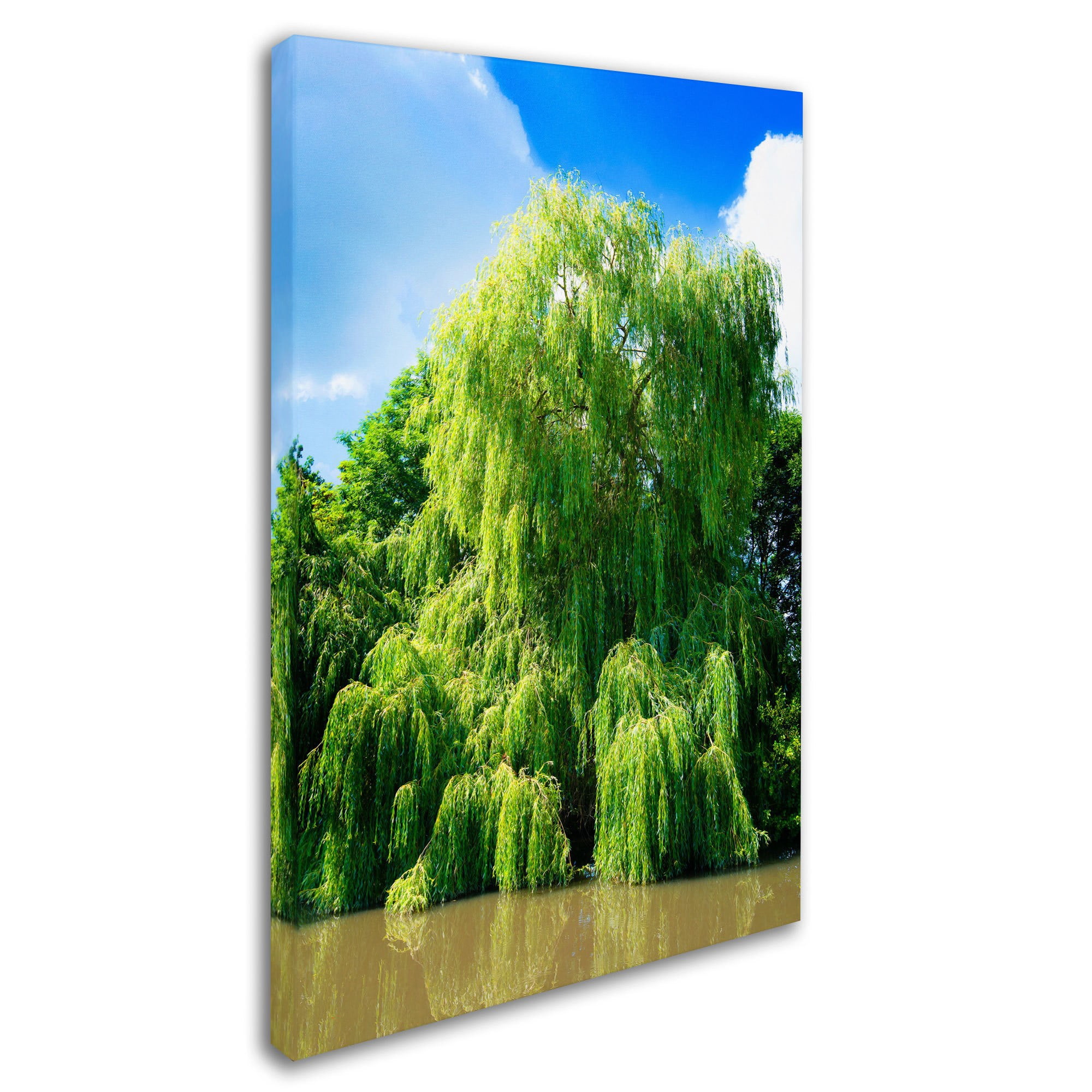 Trademark Fine Art "Weeping Willow" Canvas Art by Philippe Sainte-Laudy