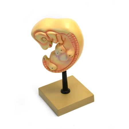 Eisco Labs Human Embryo Model  4 weeks old price history on PriceWatchPro