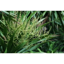 Thai Dragon Tree Seeds for Planting 10 Seeds Dracaena cochinchinensis