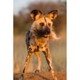 thumbnail image 3 of Jimmyz 11x14 Black Modern Framed Museum Art Print Titled - Hyena Stare, 3 of 5