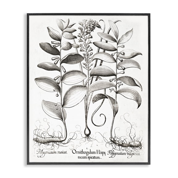 Vintage Botanical Root Study Black Framed Giclee Art, design by Lettered and Lined