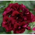 thumbnail image 2 of 10 Dark Burgundy Geranium Seeds Hanging Basket Perennial Flowers Seed Flower 323, 2 of 12