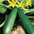 thumbnail image 4 of The Four Sisters Companion Planting Seed Pack Bundle – Non-GMO Heirloom Golden Bantam 12 Sweet Corn, Black Beauty Zucchini, Blue Lake FM1K Pole Beans, and Lemon Queen Sunflowers, 4 of 8