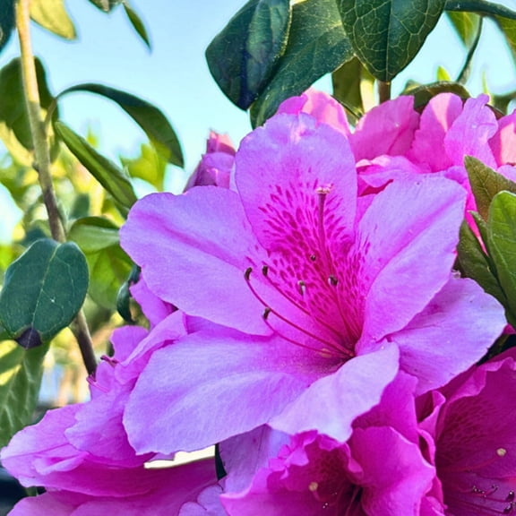 ‘Pink Ruffle’ Azalea - 3 Gallon Pot, Live Evergreen Shrub, Part Sun, Outdoor