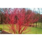 Sango Kaku Coral Bark Japanese Maple Tree - 2-3 Year Graft - ( TG )