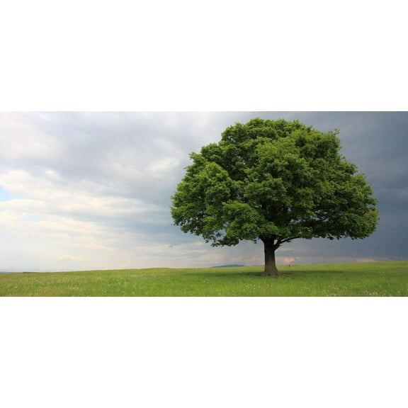 Laurel Oak Tree  Quercus Laurifolia Swamp Oak  3 Live Plants  Semi-Evergreen Deciduous Shade Tree
