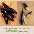 thumbnail image 3 of Harris Seeds Eggplant Shikou, Non-GMO, 500 Count, 3 of 7