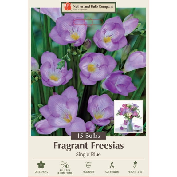 Blue Single Freesia - 15 Bulbs - Fragrant - 6/ cm Bulbs