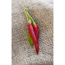Thai Dragon Heirloom Chili Pepper Premium Seeds Packet