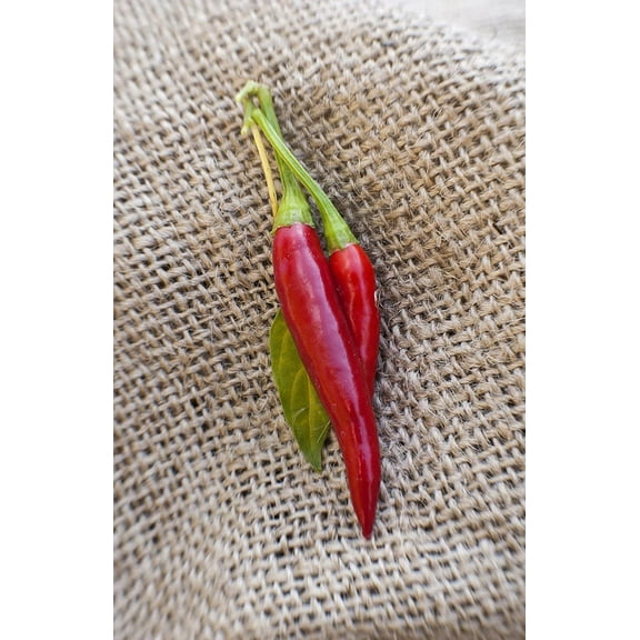Thai Dragon Heirloom Chili Pepper Premium Seeds Packet