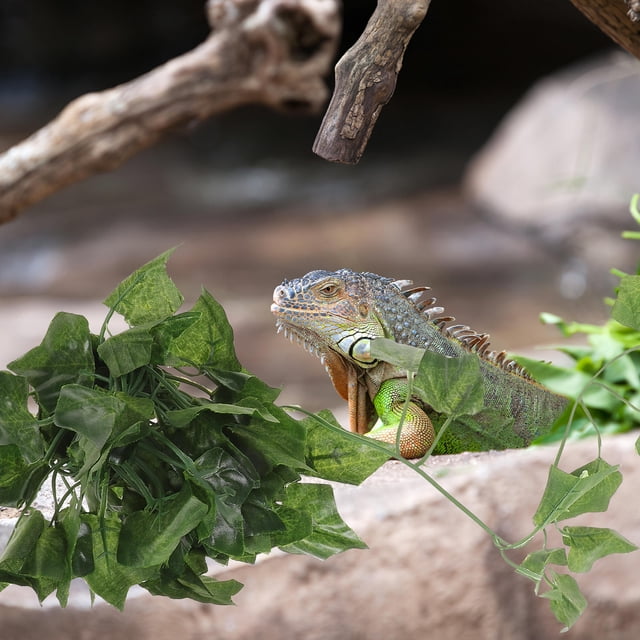 OUNONA Jungle Vines Para Reptil Natural Y Rattan Ecológico Para Terrarios