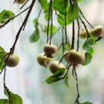 thumbnail image 3 of Artificial Fruit Rose Hip Stem in Green 20" Tall Silk Plant, 3 of 5