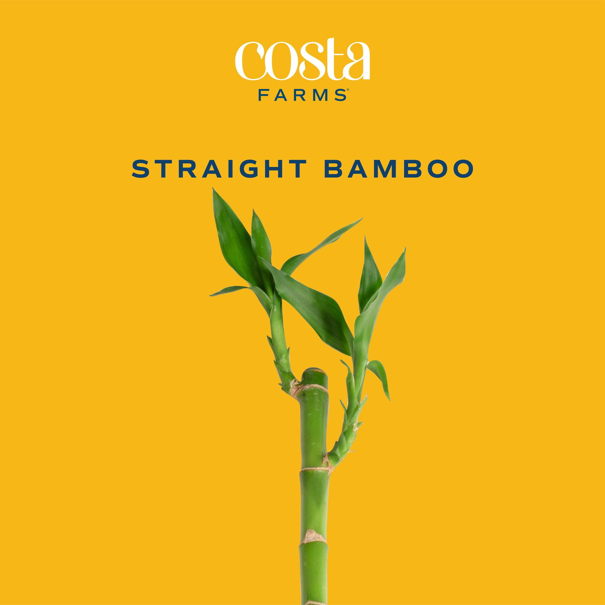 Costa Farms 10" Lucky Bamboo Stalks, Low Indirect Sunlight, Indoor Live House Plants, 10-Pk