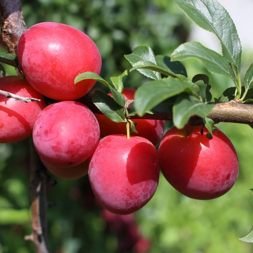 Expert Gardener 3-4 ft. tall Scarlet Beauty Plum Live Tree in 7- Gallon Grower Pot