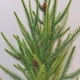 thumbnail image 2 of 6 uds ramas de pino artificiales 45cm ramas de pino falsas para adorno DIY de árbol de Navidad, 2 of 8