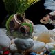 thumbnail image 4 of unbranded Barril De Resina Para Acuario Con Para Y Refugio De Peces Multicolor, 4 of 6
