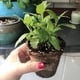 thumbnail image 4 of Maceta para vivero de plantas, maceta redonda de turba de pulpa degradable, maceta para vivero, eficiencia maximizada, 50 Uds., 4 of 8