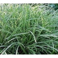 thumbnail image 2 of Ice Dance Japanese Sedge Grass - Carex morrowii - Quart Pot, 2 of 3