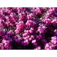 thumbnail image 3 of Kramers Red Spring Heather, 3 of 4