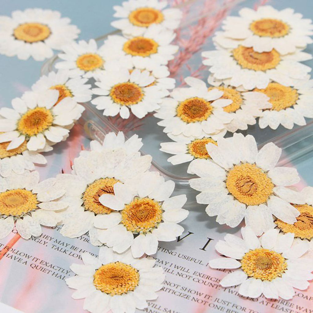  850 PCS Small Dried Daisy Flowers for Resin - Mini Dried  Flowers for Nails Art Decor, Natural Real Tiny Dried Pressed Flowers for  Crafts Resin Jewelry Molds Soap Making