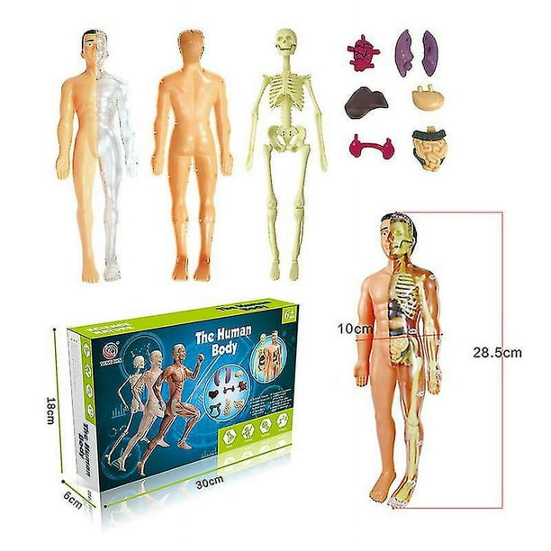 Boxed Modelo de Torso de cuerpo humano 3d, ensamblaje Diy, herramientas de enseñanza de órganos del cuerpo humano